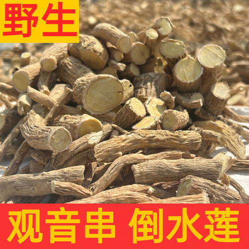 野生观音串黄花倒水莲煲汤月子茶