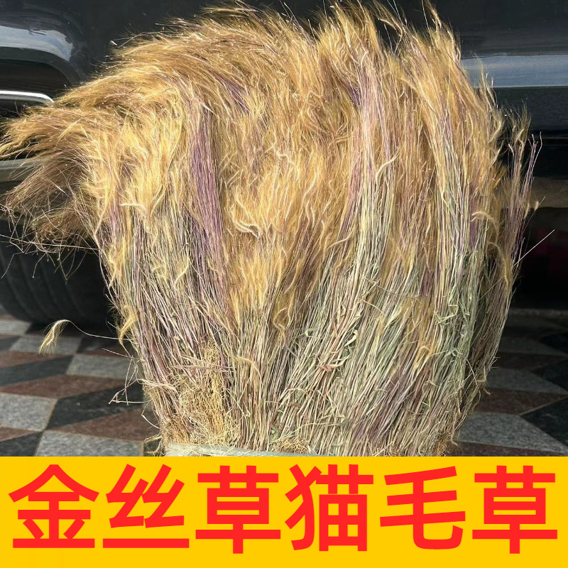野生猫毛草金丝草干货新鲜黄毛草现采猫仔草墙头竹笔仔草清热下火