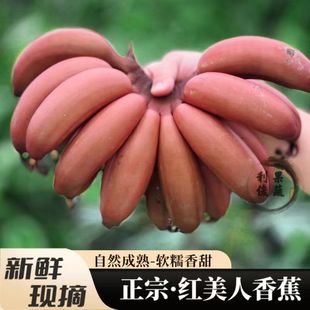正宗红美人香蕉新鲜红皮焦贵妃蕉福建土楼广西特产海南水果整箱