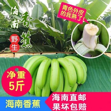 现摘海南香蕉当季新鲜孕妇应季水果自然熟青绿皮威廉斯芭蕉5斤装