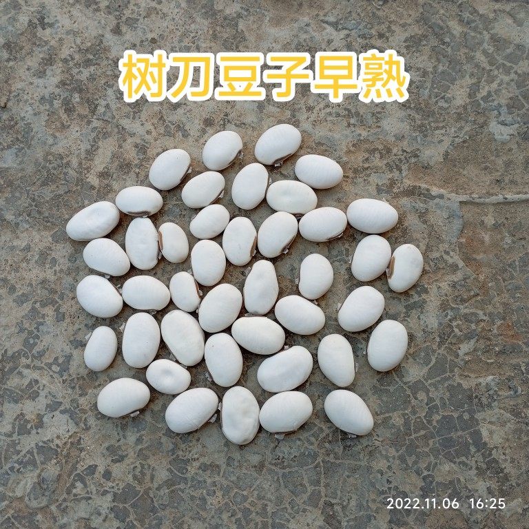 广西农家自种自然成熟白刀豆种子树老刀豆刀把豆不搭架中药材药引