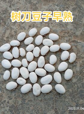 广西农家自种自然成熟白刀豆种子树老刀豆刀把豆不搭架中药材药引