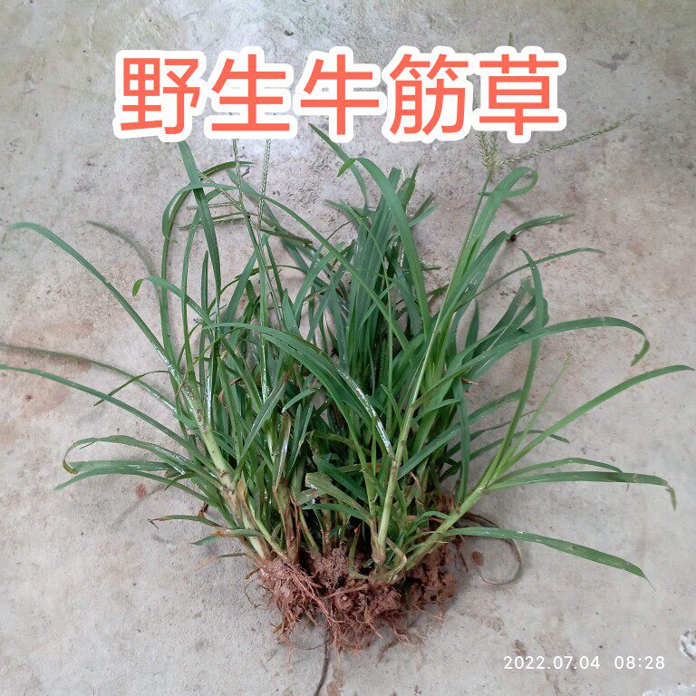 牛筋草苗 牛栏草  牛耕草 千千踏 牛顿草 蟋蟀草新鲜中药材野生