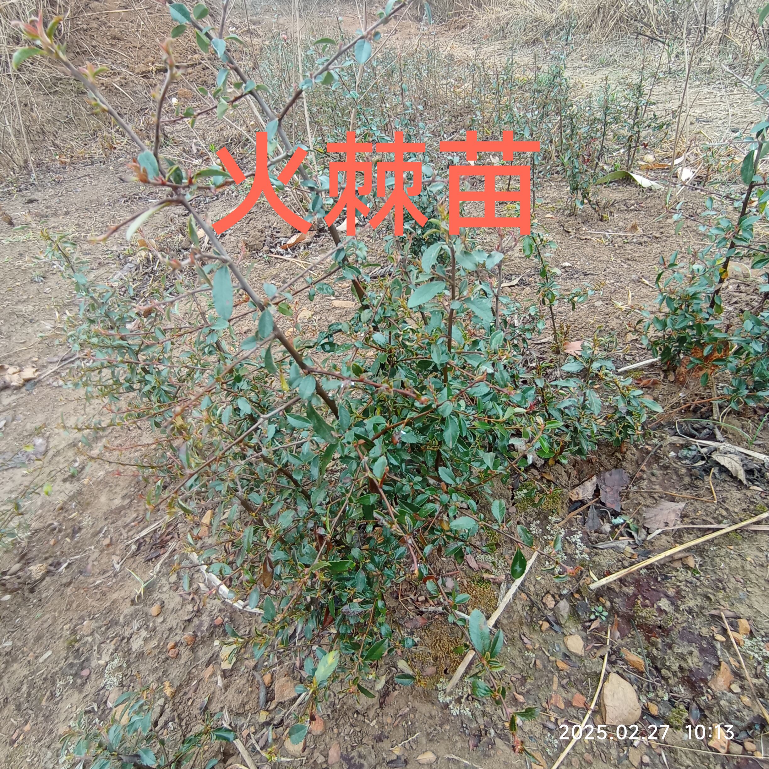 红果火棘树苗庭院篱笆植物围墙绿