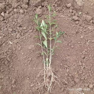 黄栀子树苗深山栀子花常绿盆栽景易种活中药用植物庭院结果子野外