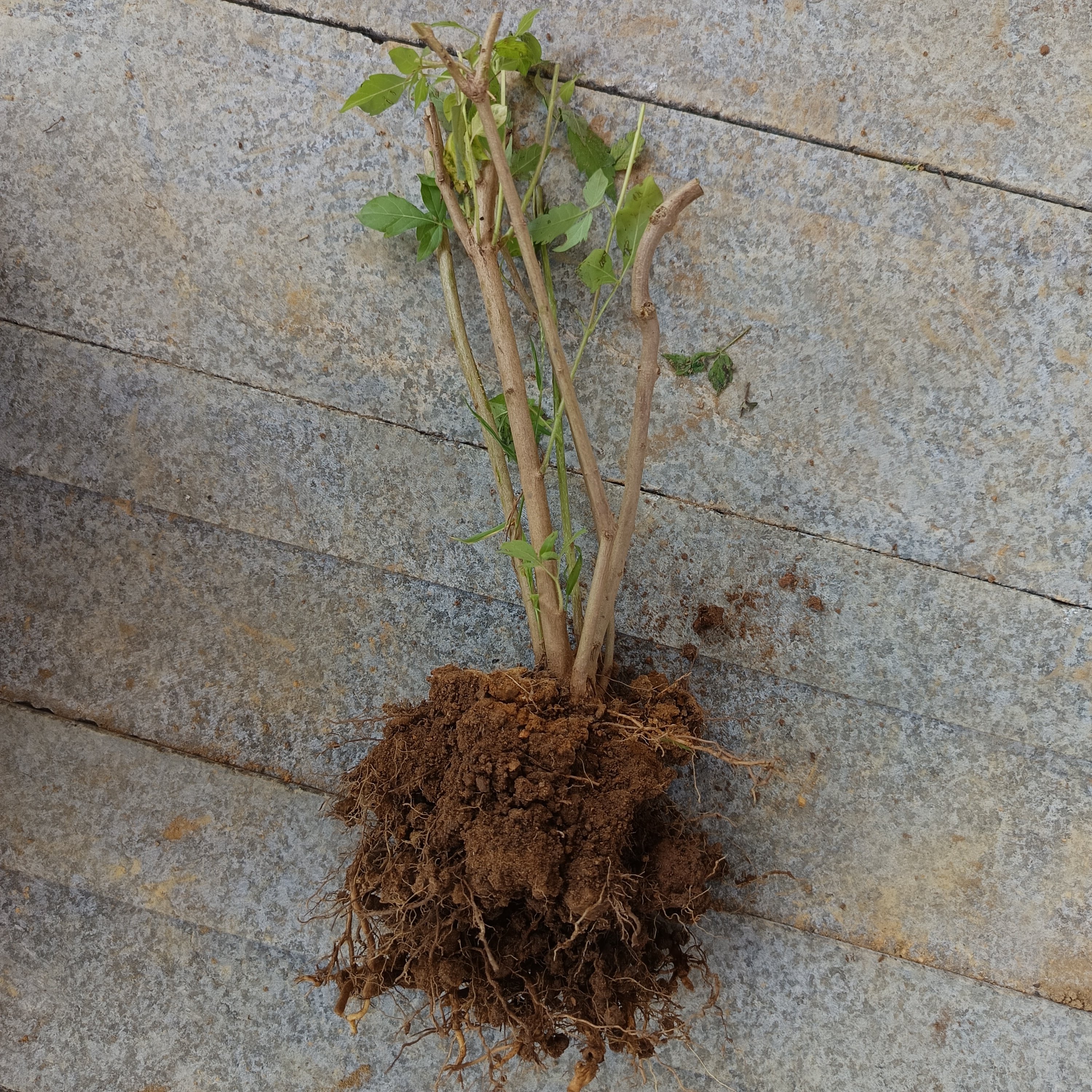 带土老根黄荆树苗布惊牡荆条老桩盆景庭院做绿豆腐草木灰原料蜜源