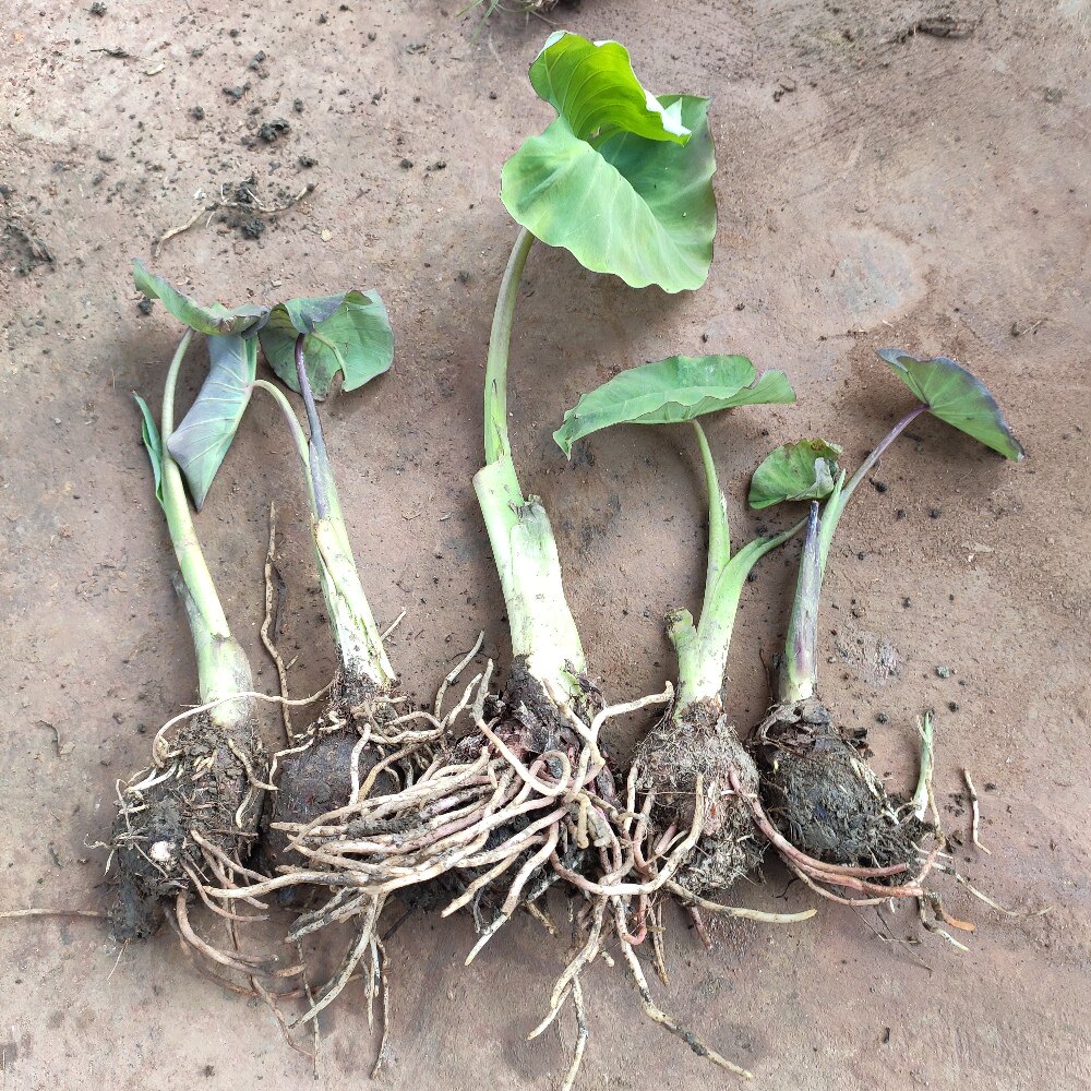 广西芋头种子种苗槟榔大香芋种植苗新鲜蔬菜栽培育苗绿植食用