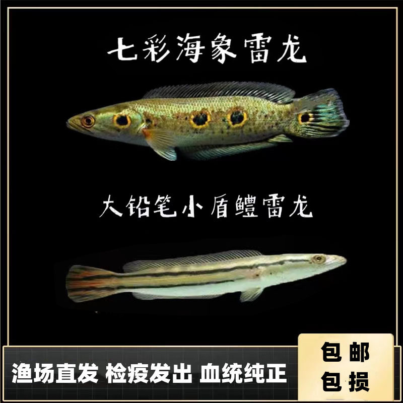 铅笔鱼七彩海象鱼泰庞海莲马拉莫宝石黄金河虎鱼大型观赏淡水鱼活