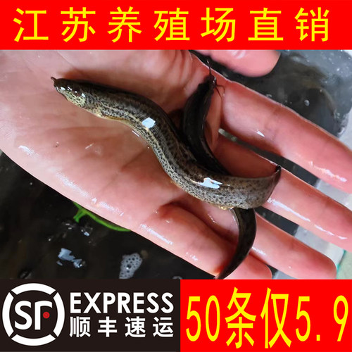 泥鳅苗鲜活喂养宠物钓鱼龙鱼活饵乌龟饲料泥鳅养殖淡水观赏鱼垂钓