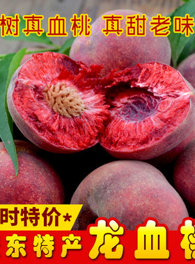 净重4.5斤新品种离核血桃大果
