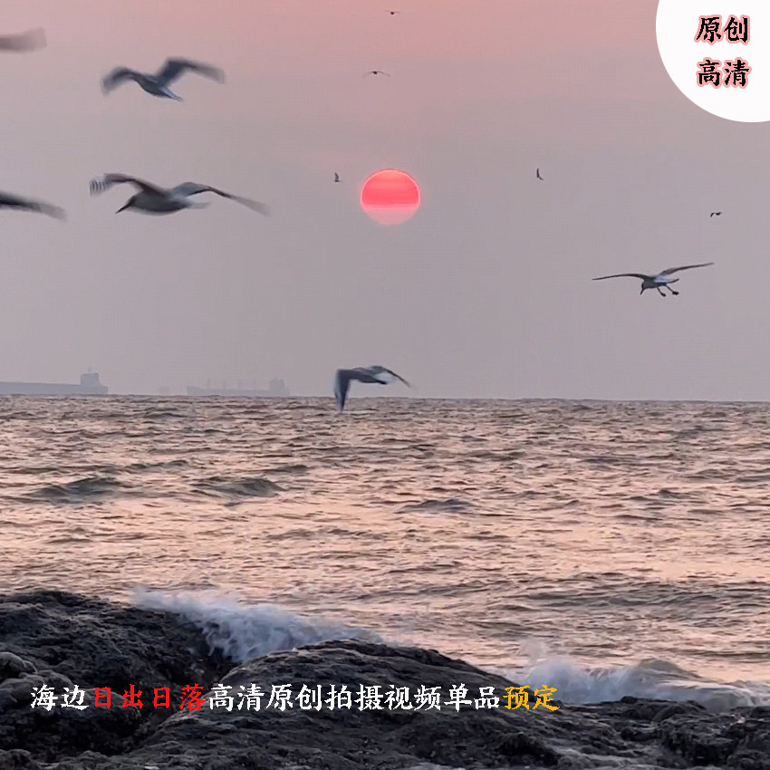 抖音短视频高清素材海边日出日落海鸥emo原创拍摄代拍预定包邮_虎窝淘