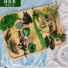 七夕绿色系永生花植物大全叶子果子绣球苔藓DIY配材森系戒指婚礼
