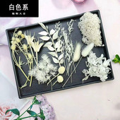白色系永生花干花配叶配草配果DIY材料手工制作相框团扇团建礼物