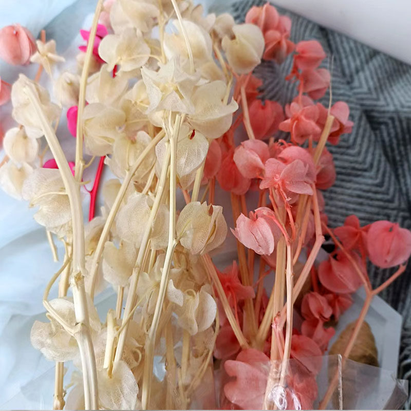 永生花灯笼果风铃果保鲜花头饰手工花束配材玻璃罩礼盒