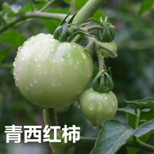 新鲜蔬菜现摘500g 绿番茄 农家自种 青西红柿