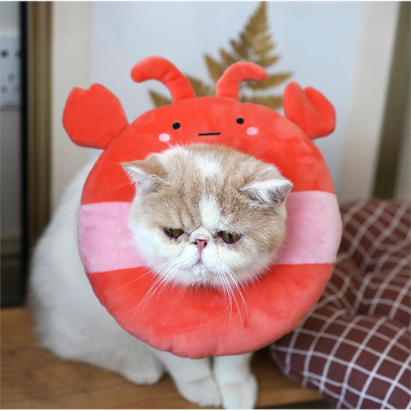 伊丽莎白圈猫耻辱脖圈猫