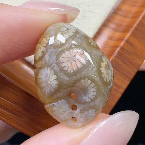 冰润一朵粉花 满花蟹钳有钱花