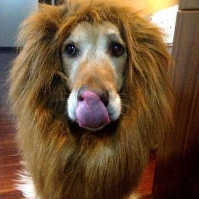 直供万圣节猫狗宠物头饰狮子头套大狗变身搞笑帽围脖节日装扮