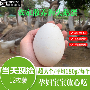 顺丰包邮新鲜农家散养土鹅蛋特大正宗狮头鹅蛋孕妇去胎毒12个整箱