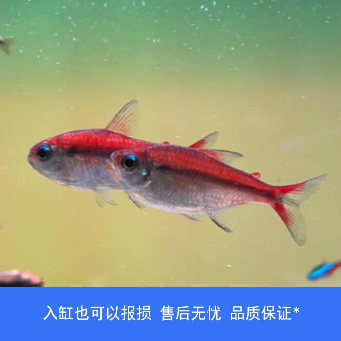 【睡觉2021】红月可卡灯鱼高端草缸南美小型热带观赏鱼巴西嘢生