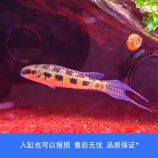 【睡觉2021】尼格罗燕尾旗盘短鲷小型热带鱼南美高端草缸观赏鱼