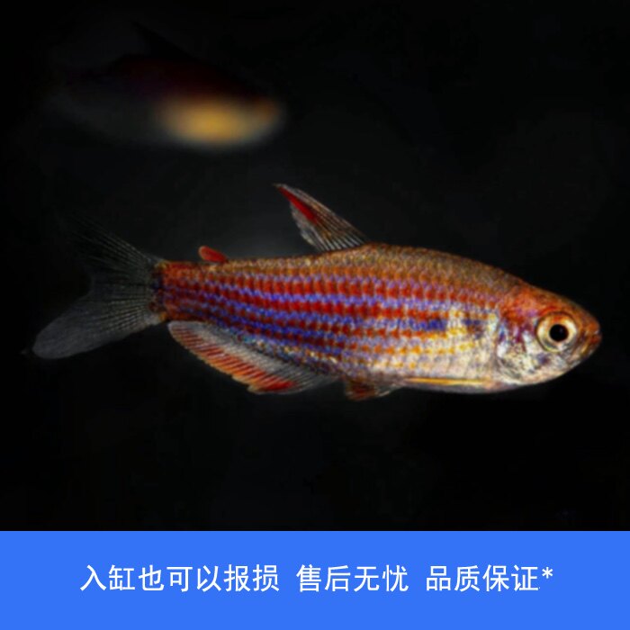 【睡觉2021】彩虹星钻灯鱼观赏鱼草缸南美小型热带观赏活体