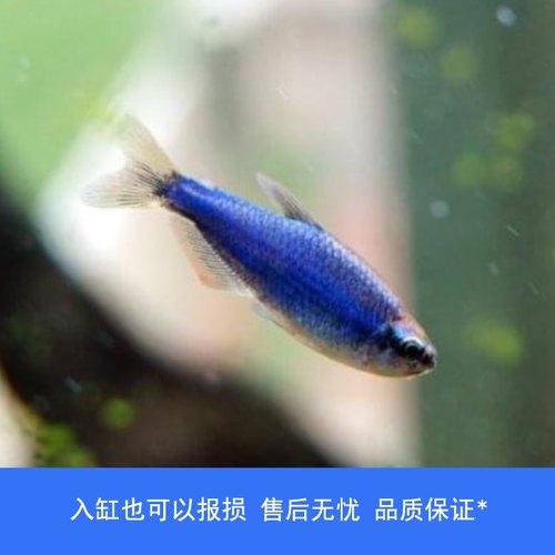 【睡觉2021】超级蓝国王闪电蓝凯瑞灯鱼草缸南美小型热带观赏鱼