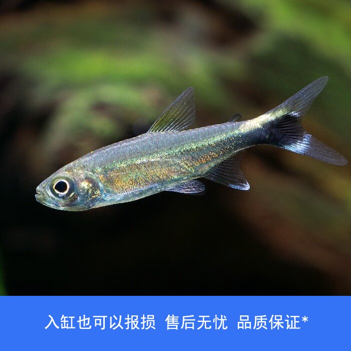 【睡觉2021】萤火虫灯鱼高端草缸南美小型热带观赏鱼巴西嘢生稀有