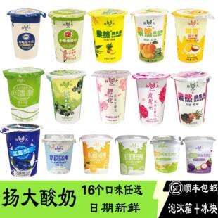扬大茉莉花酸奶樱花黄桃凤梨芒果草莓青柠檬小苹果味扬州大学冷藏