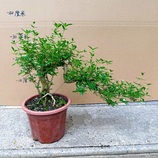 六月雪绿植盆栽 植物花卉金边六月雪老桩提根室内外阳台树桩盆景