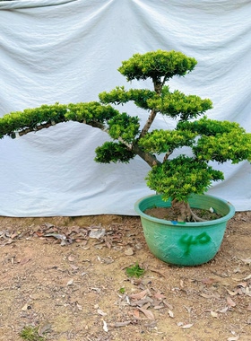 罗汉松高端罗汉松盆景真树庭院老桩名贵迎客松迎客松盆栽植物好养
