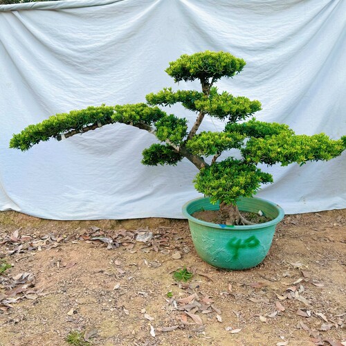 罗汉松高端罗汉松盆景真树庭院老桩名贵迎客松迎客松盆栽植物好养