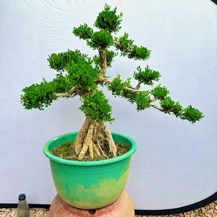 皱皮小叶黄杨树桩盆景 常青绿植盆栽 室外阳台雀舌黄杨四季