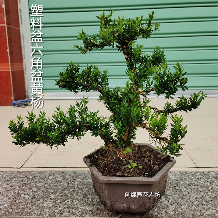 植物雀舌黄杨皱皮小叶黄杨苗高档造型名贵盆景树苗盆栽室内常青