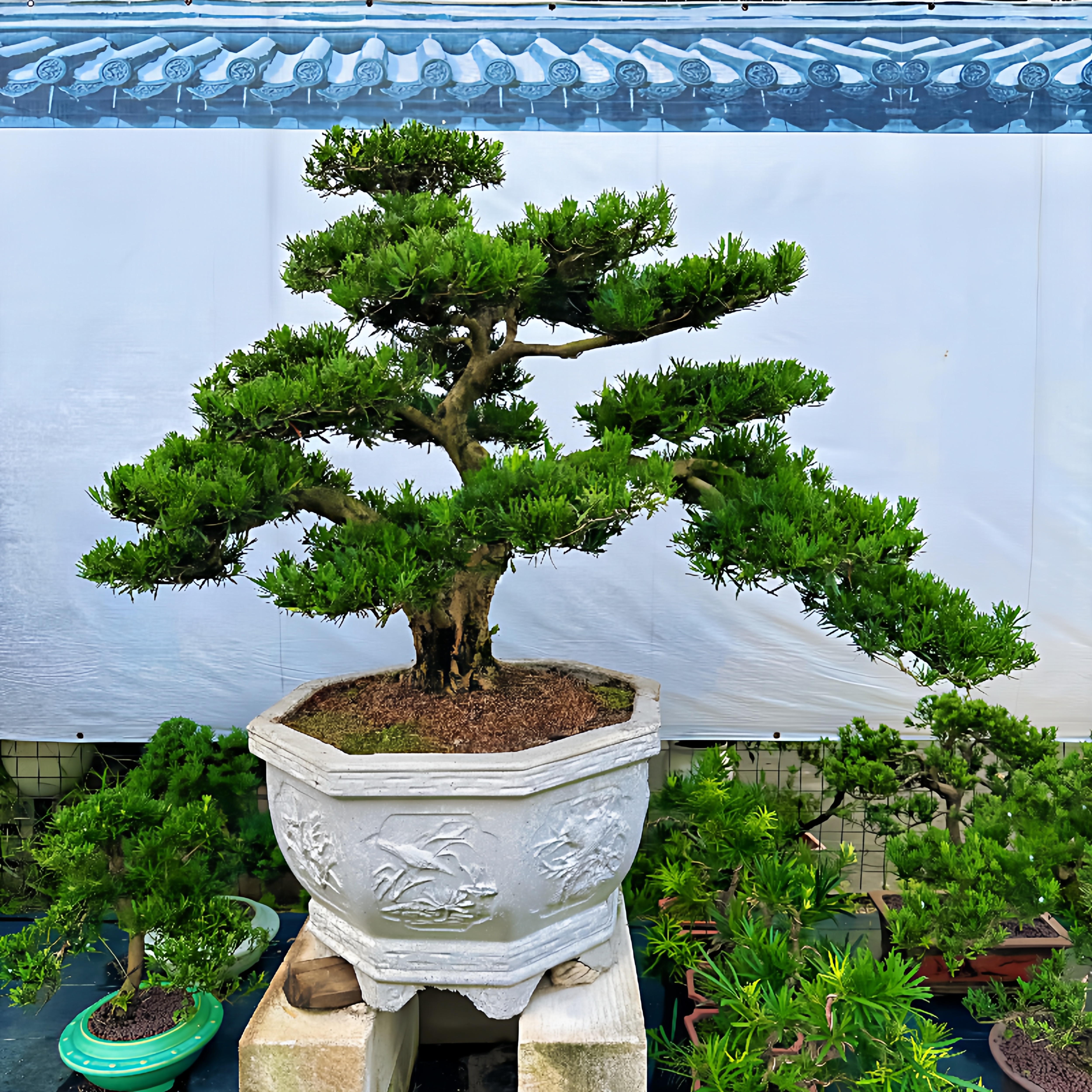 雀舌罗汉松四季常青绿绿植盆栽