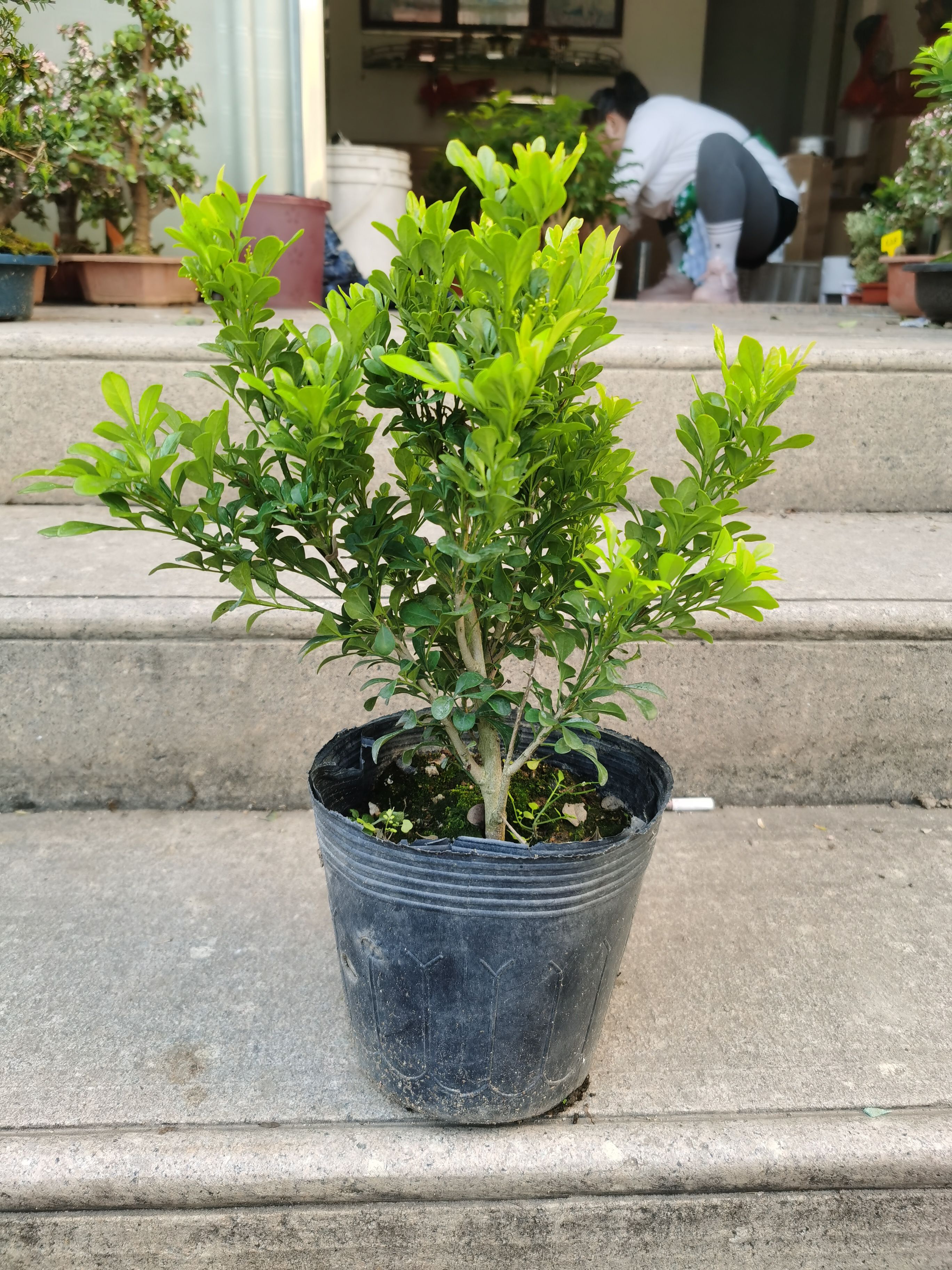 老桩绿植清香盆景米兰盆栽树桩小叶米兰植物室内净化空气四季青图片