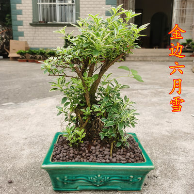 六月雪绿植盆栽 植物花卉金边六月雪老桩提根室内外阳台树桩盆景