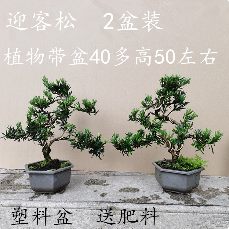 雀舌罗汉松 园艺盆景树桩 小盆栽植物四季常青绿植阳台庭院迎客松