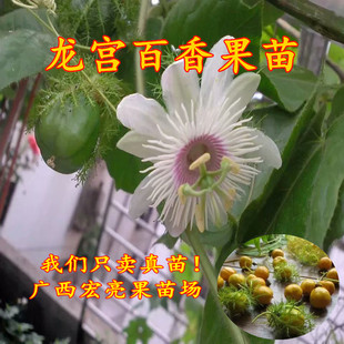 龙宫百香果苗 新品百香果 果肉纯甜无酸  挂果率高 带土带叶
