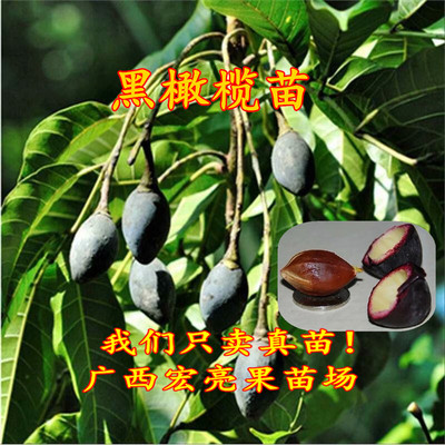 黑橄榄苗 嫁接橄榄苗 当年结果 带土带叶发货