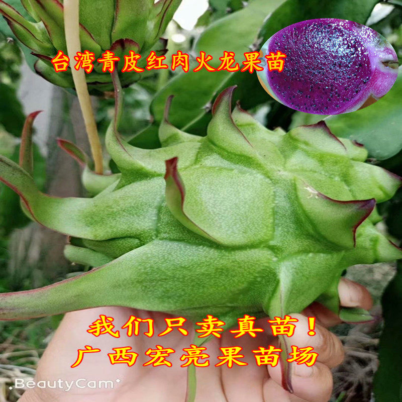 带原土成活率高火龙果苗台湾新品