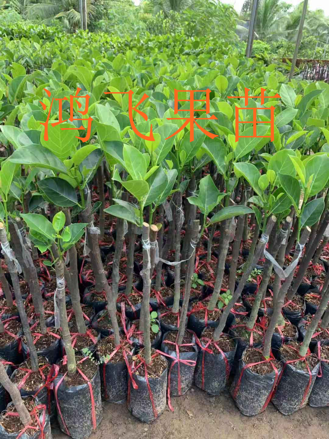 8号菠萝蜜树苗金黄红肉菠萝蜜嫁接苗 带土带叶带盆发货