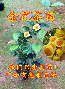 金花茶苗 名贵种金花茶树苗 盆栽茶花苗 带土带叶发货