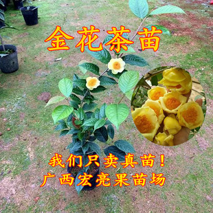 金花茶苗 名贵种金花茶树苗 盆栽茶花苗 带土带叶发货