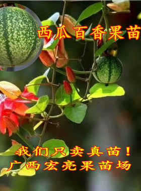 新品种耐寒带土带叶百香果苗