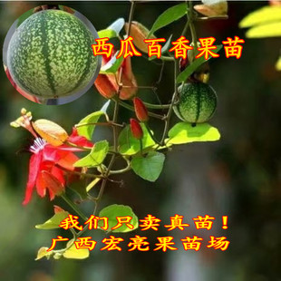 西瓜百香果苗 新品种百香果苗 西瓜百香果 纯甜耐寒 带土带叶