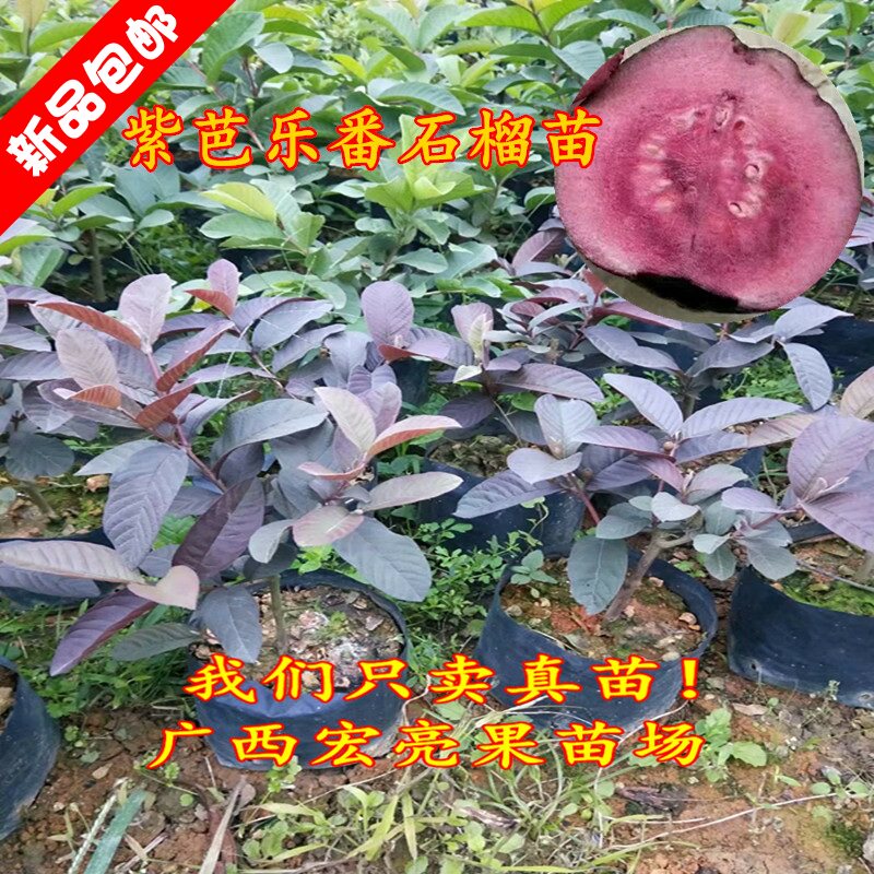 紫芭乐番石榴苗 紫叶紫果番石榴苗 带土带叶发货