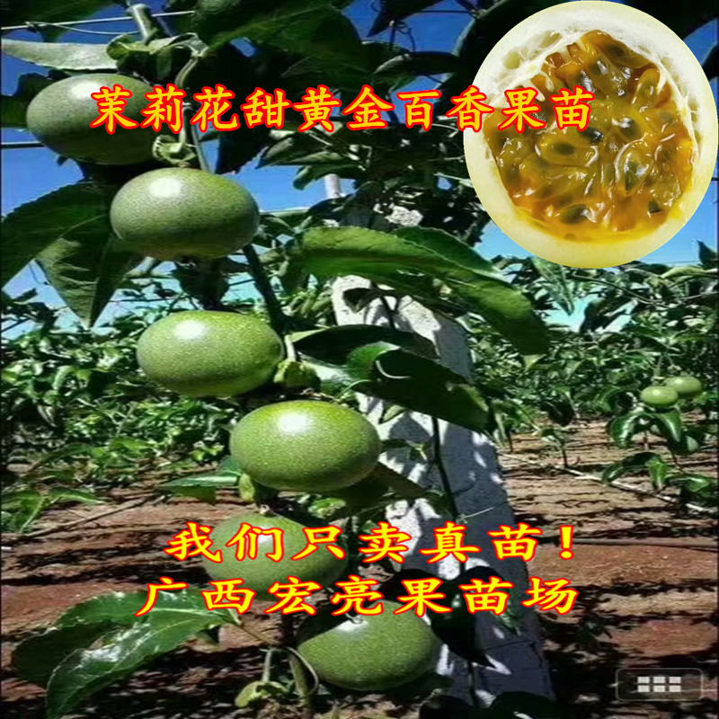 台湾进口带土带叶百香果苗