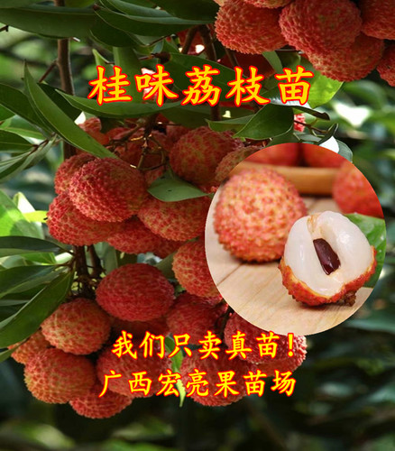 桂味荔枝树苗正品嫁接苗常绿荔枝树小籽果大肉厚当年结果带土发货