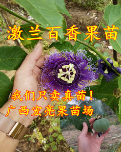 新品种百香果苗 激兰百香果苗 激兰百香果苗 正品带土带叶包邮